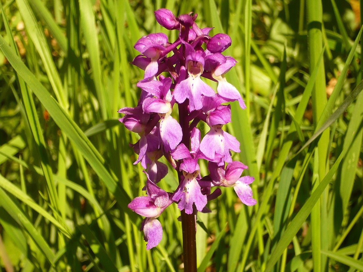 Orchis mascula subsp. mascula (Orchidaceae)